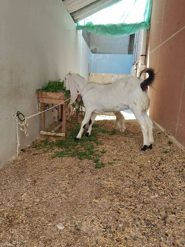 Ablac gulabi Goat 1