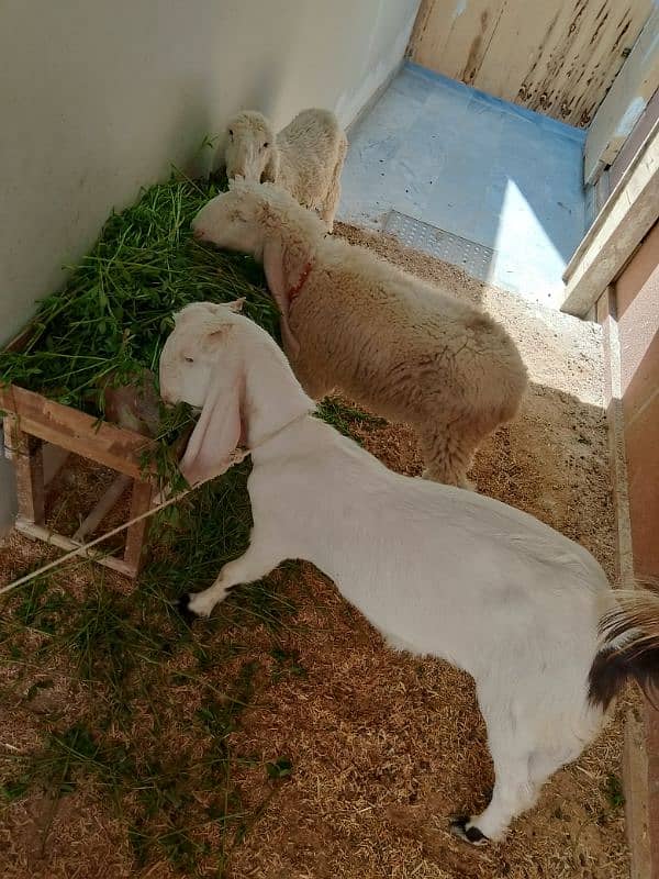 Ablac gulabi Goat 2