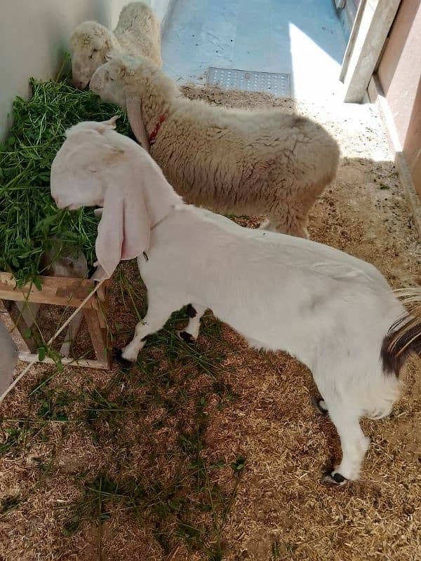 Ablac gulabi Goat 4