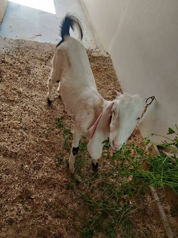 Ablac gulabi Goat 6