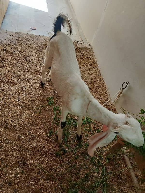 Ablac gulabi Goat 7