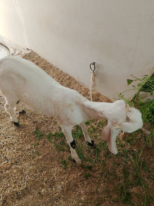 Ablac gulabi Goat 8