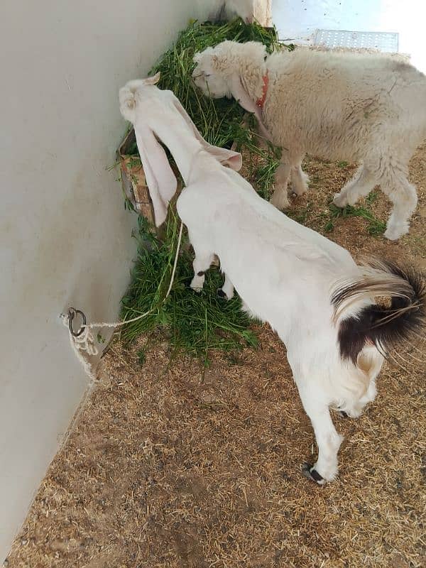 Ablac gulabi Goat 9