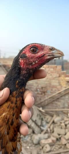 Aseel Pure Thai hen for sale