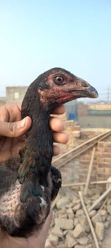 Aseel Pure Thai hen for sale 3