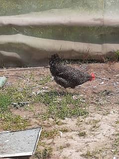 ply mouth and austrlorp hen egg lyin for sale