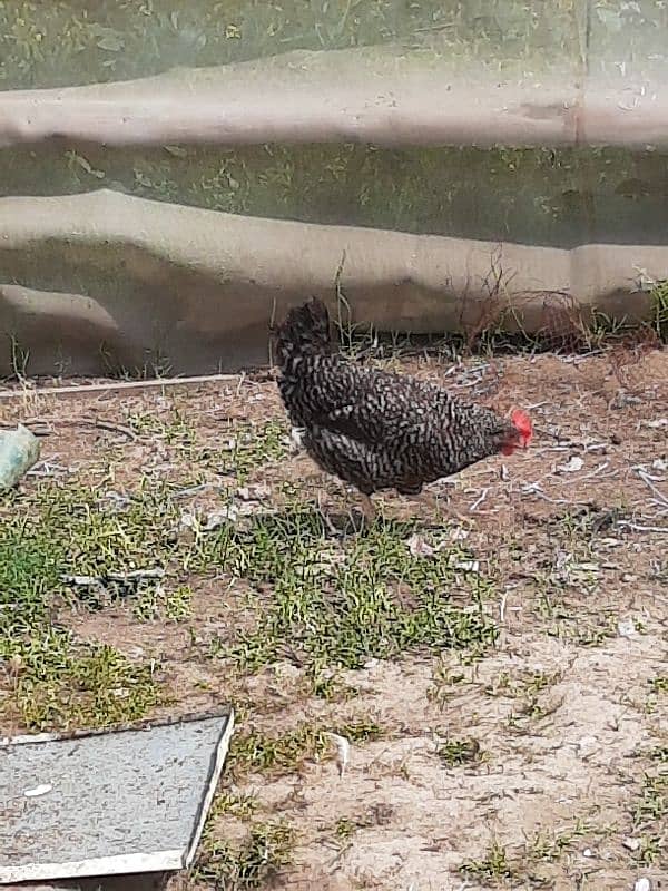 ply mouth and austrlorp hen egg lyin for sale 0