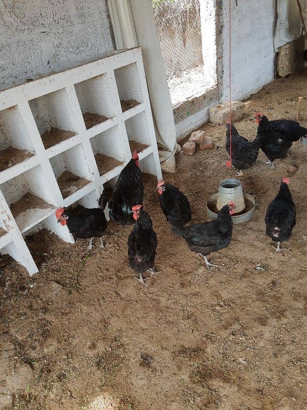 ply mouth and austrlorp hen egg lyin for sale 2