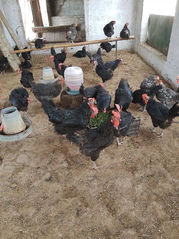 ply mouth and austrlorp hen egg lyin for sale 5