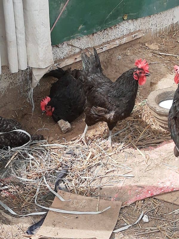 ply mouth and austrlorp hen egg lyin for sale 8