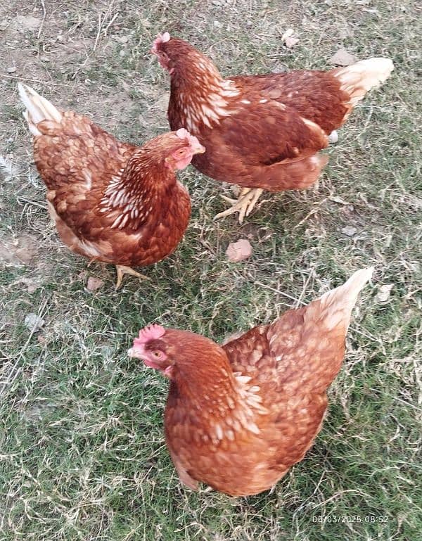 Lohmann brown hens for sales 0