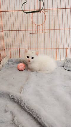 White Persian cat