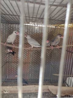 finches