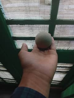 japanese mud ball