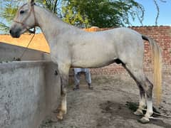 horse for sale