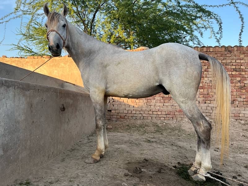 horse for sale 2