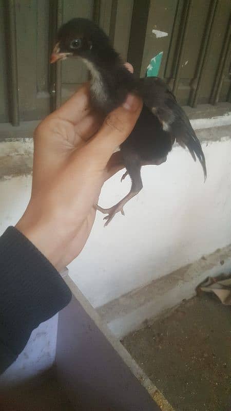 Aseel chick for  sale 7 chicks 4