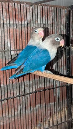 love birds Albino cremino palefellow Latino fisher