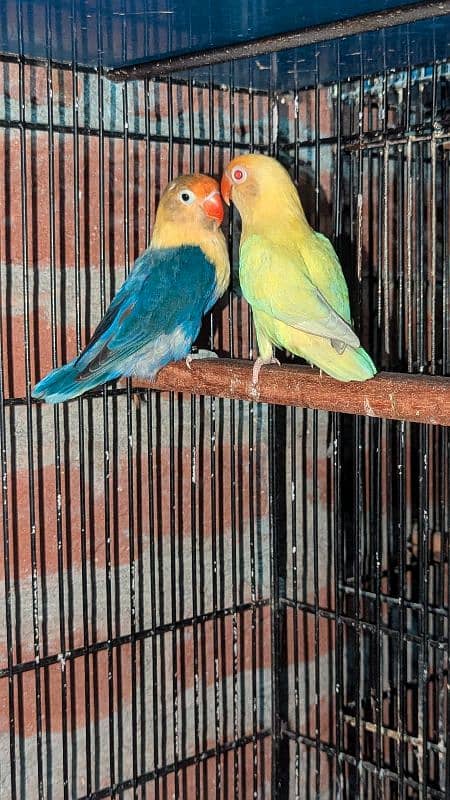 love birds Albino cremino palefellow Latino fisher 1