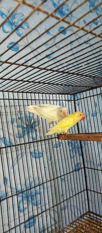 love birds Albino cremino palefellow Latino fisher 2