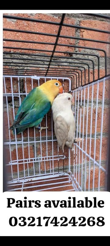 love birds Albino cremino palefellow Latino fisher 3