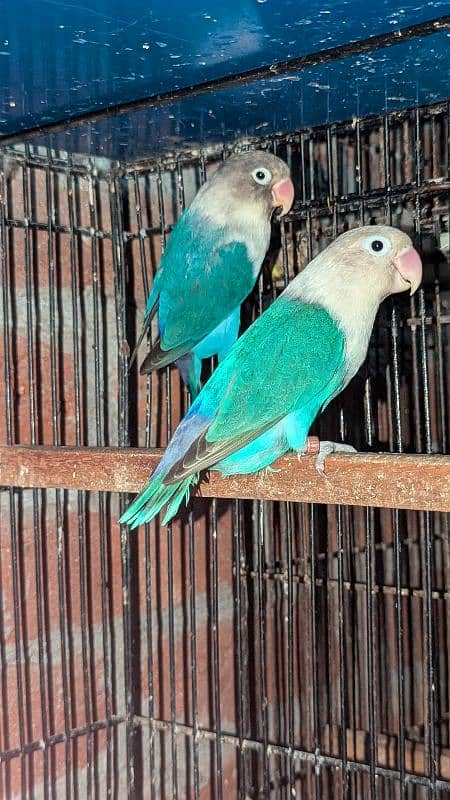 love birds Albino cremino palefellow Latino fisher 5