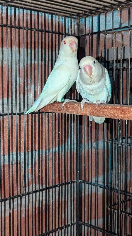 love birds Albino cremino palefellow Latino fisher 6