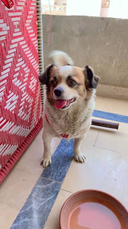 Papillon Chinese female adult dog 0