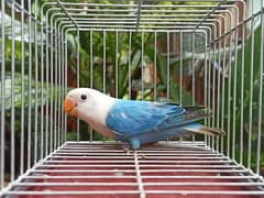 Breeder Love bird pairs