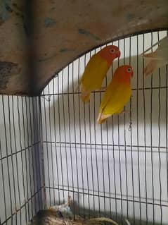 love bird