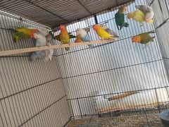 homebreed love bird opline pathy (03226451662)