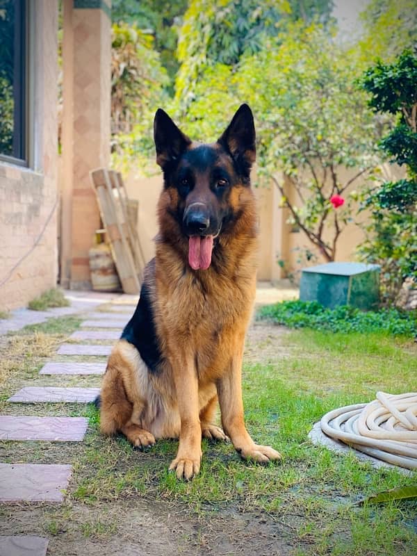 German shepherd male available for stud 1