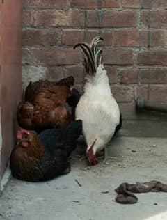 Desi Murga and hens egg laying