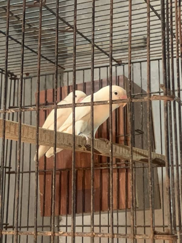 Love Birds And cages Albino Palefellow 2