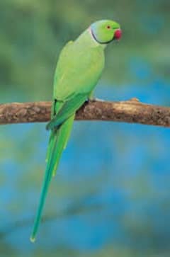 green parrot breeder