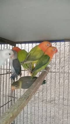 mix love birds sale