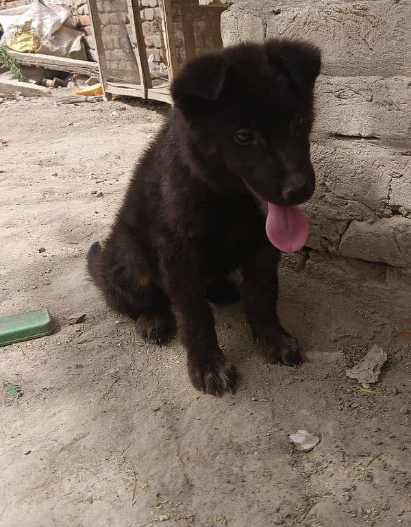 German shepherd puppy /High Quality Dog 1