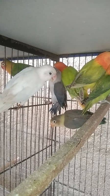 mix love birds sale 2