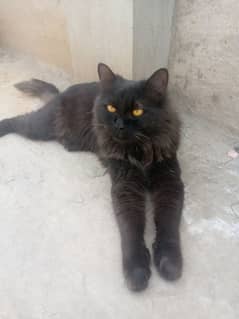 Persian Cat