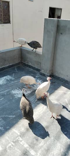 guinea fowl pair