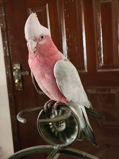 Breeder Galah Coca2,Triton Chic,Breeder Female,Blue F Amazon, Red Lory