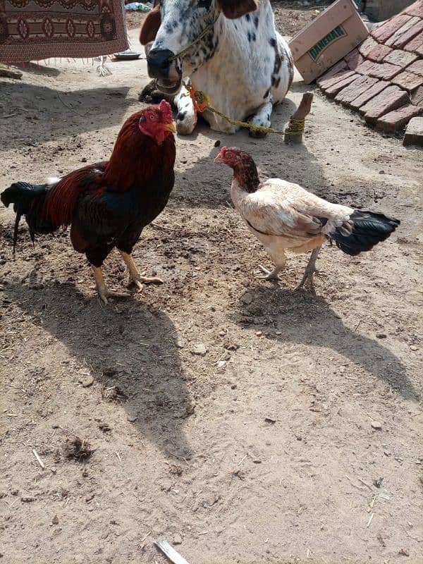 Amroha Aseel pair ready for egg 3