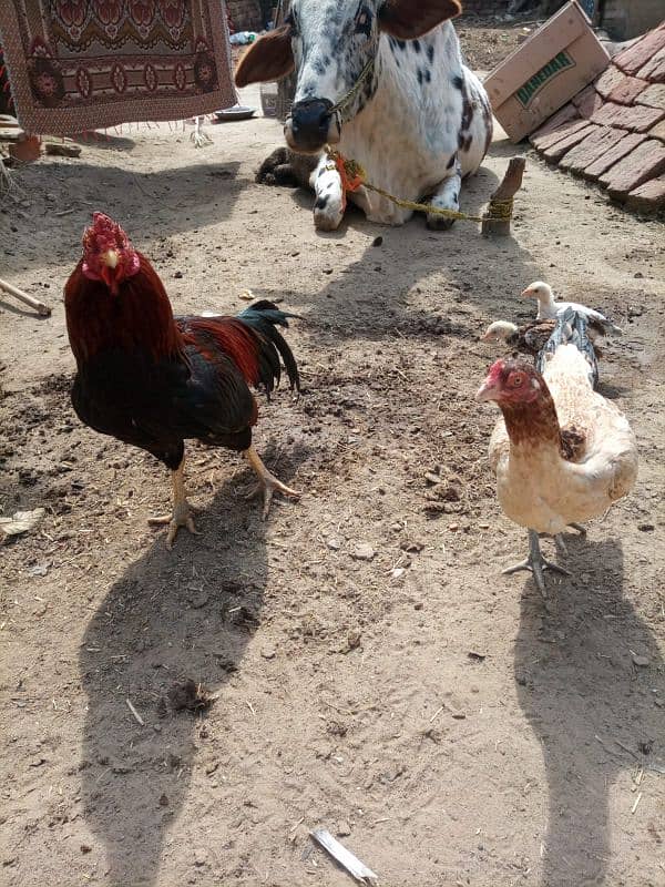 Amroha Aseel pair ready for egg 4