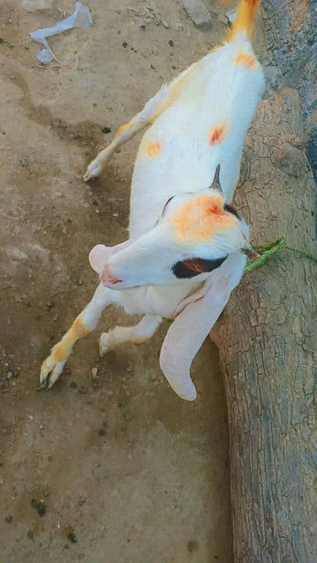 gulabi bakri 3