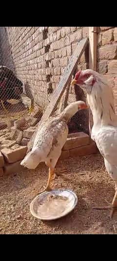 White Galwa Qandari big size pair