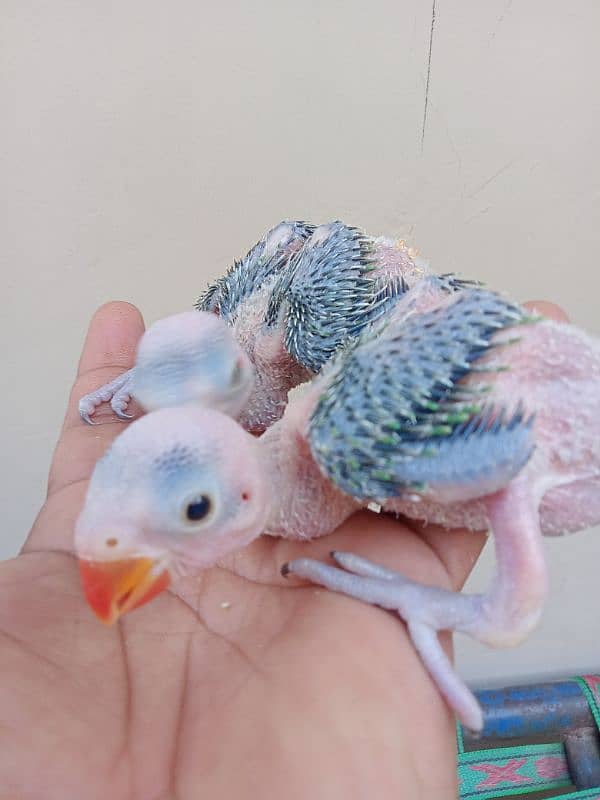 Green Ringneck Parrot 2 Chick for Sale. 4