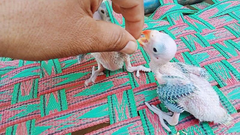 Green Ringneck Parrot 2 Chick for Sale. 6