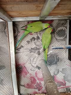 Green parrots breeder pair 03367644054