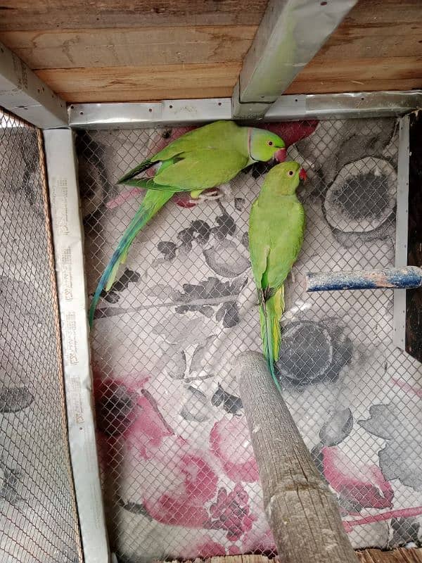 Green parrots breeder pair 03367644054 1