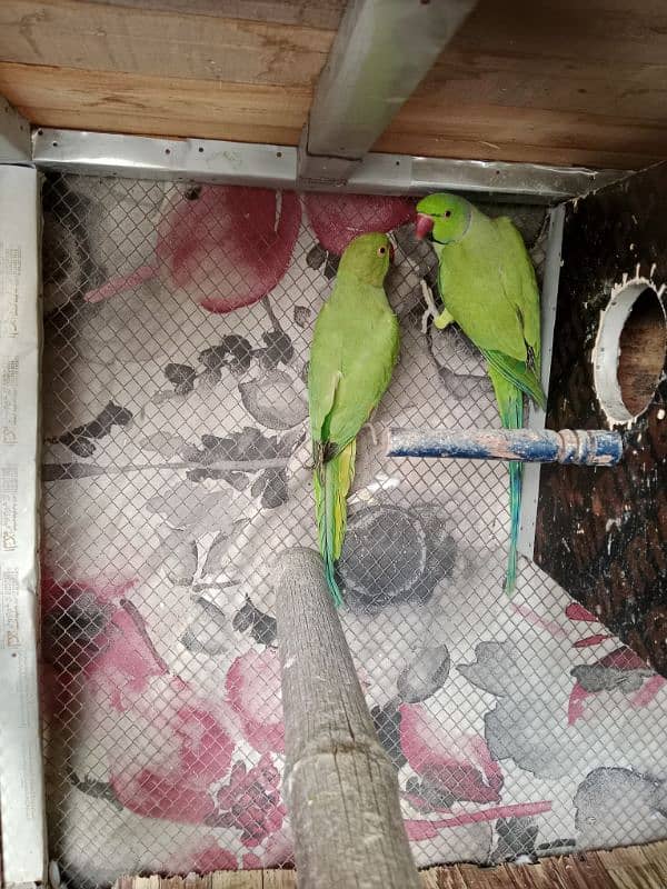 Green parrots breeder pair 03367644054 3